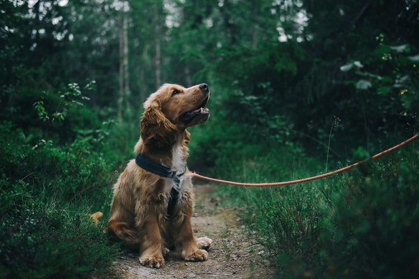 What's the Most Effective Way to Train a Dog Not to Pull on the Leash?